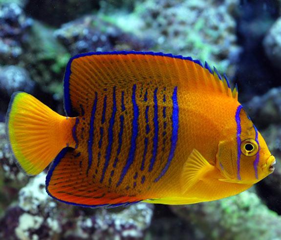 clarion-angelfish - OCD Reefs