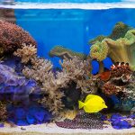 How to Maintain a Salt Water Fish Tank