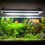 Do's and Don'ts When Designing Your Aquarium