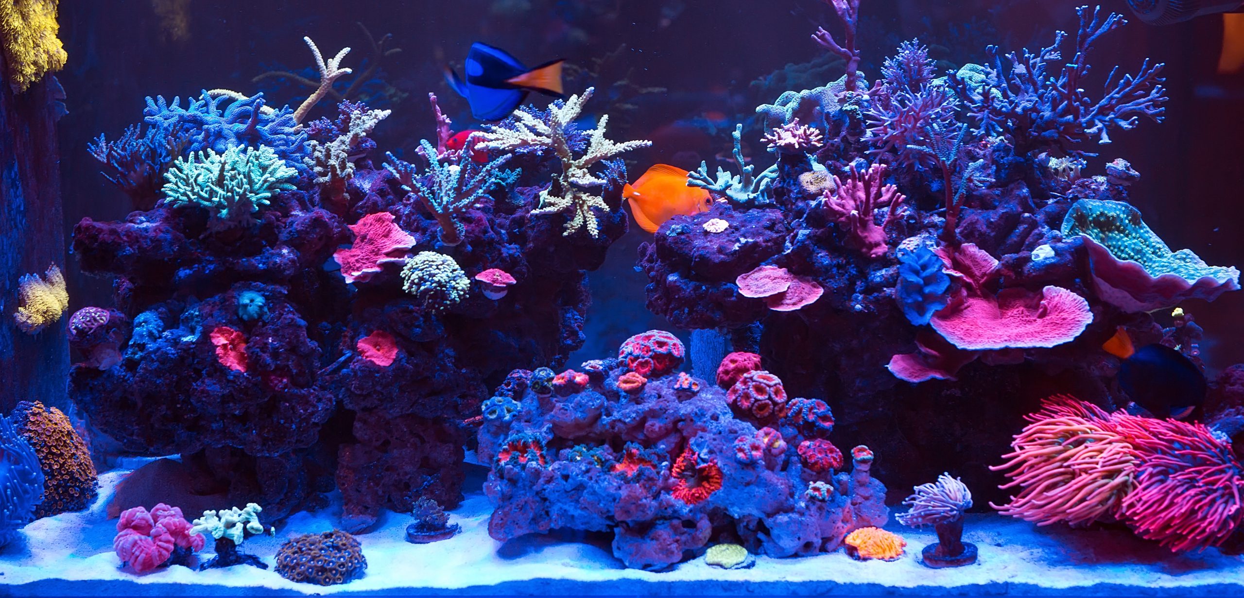 corals-in-aquarium