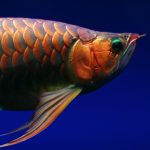 The Most Exotic Salt Water Fish