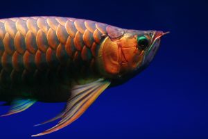 arowana-fish