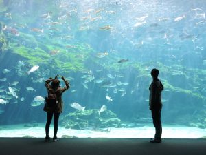 giant-aquarium