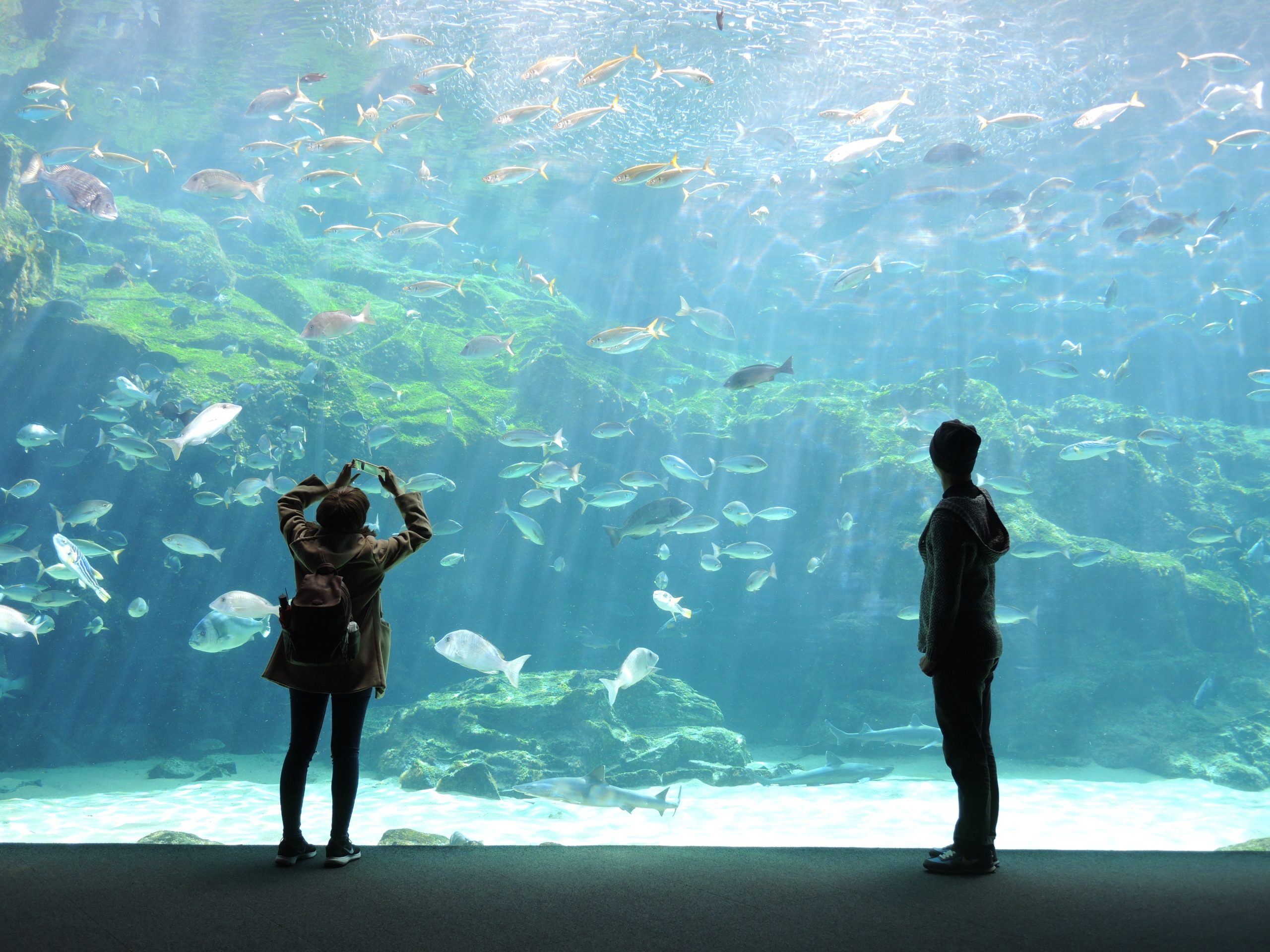Top 5 Largest Aquariums in the world Utah Saltwater Fish Company