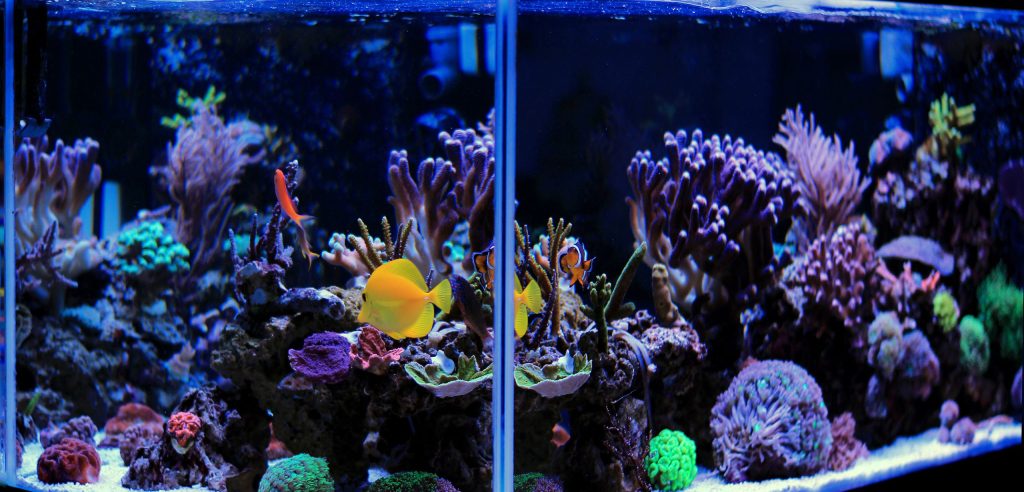 Saltwater Aquarium Salt Lake City and Fish Aquarium Supplies 1
