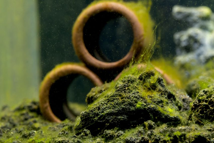 aquarium-algae