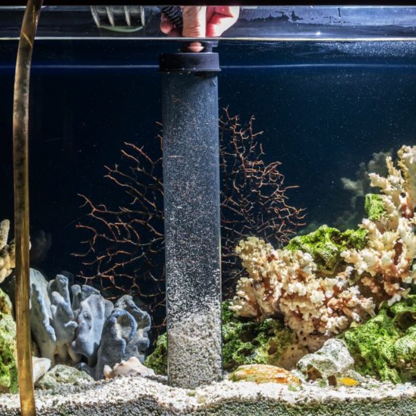 aquarium-filtration