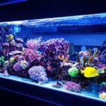 Aquarium Aquascaping Services in Utah