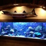 Harness the Heat: Mastering Aquarium Heating Systems Installation