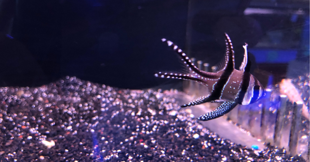 Bangaii Cardinalfish schooling in a reef tank with other saltwater fish tank mates
