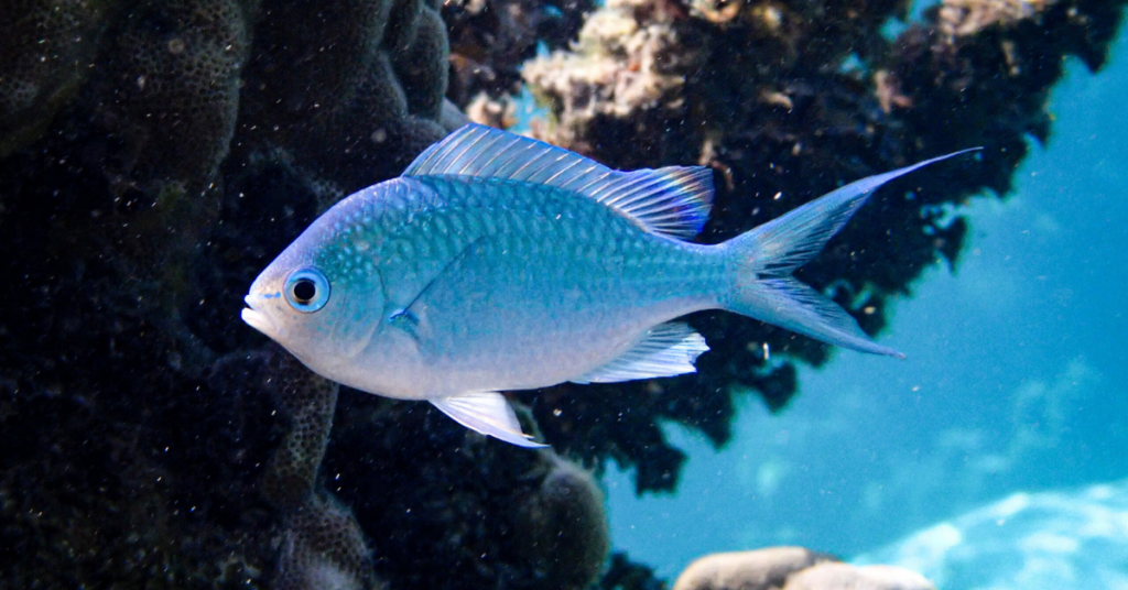 School of Blue/Green Chromis swimming in a vibrant saltwater aquarium