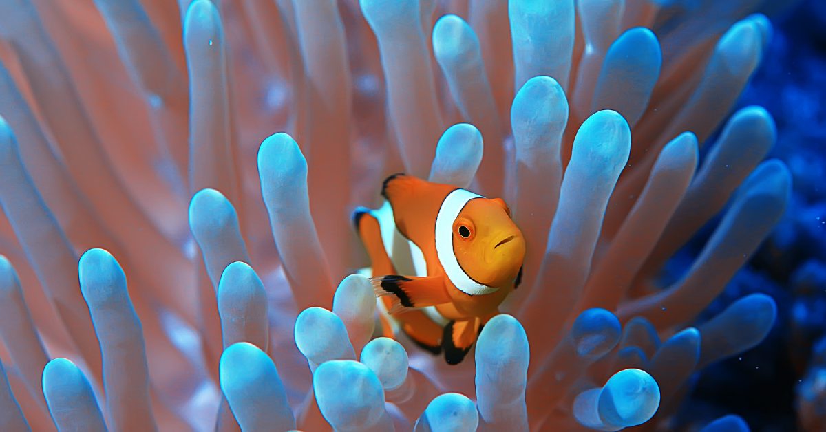Clownfish swimming in a saltwater reef aquarium with coral and rockwork