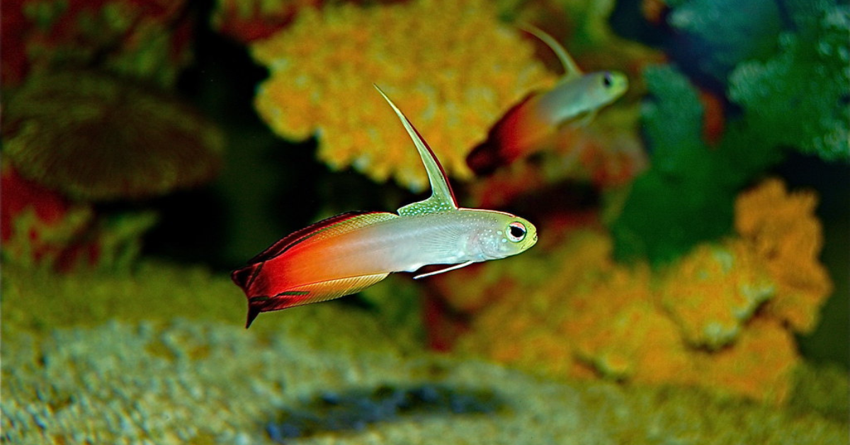 Firefish Goby darting through a peaceful saltwater tank fish environment