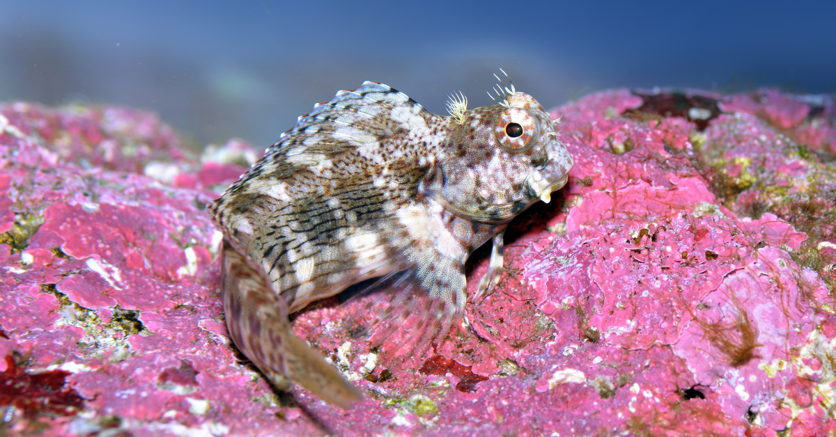 Lawnmower Blenny grazing on algae inside a saltwater reef aquarium setup