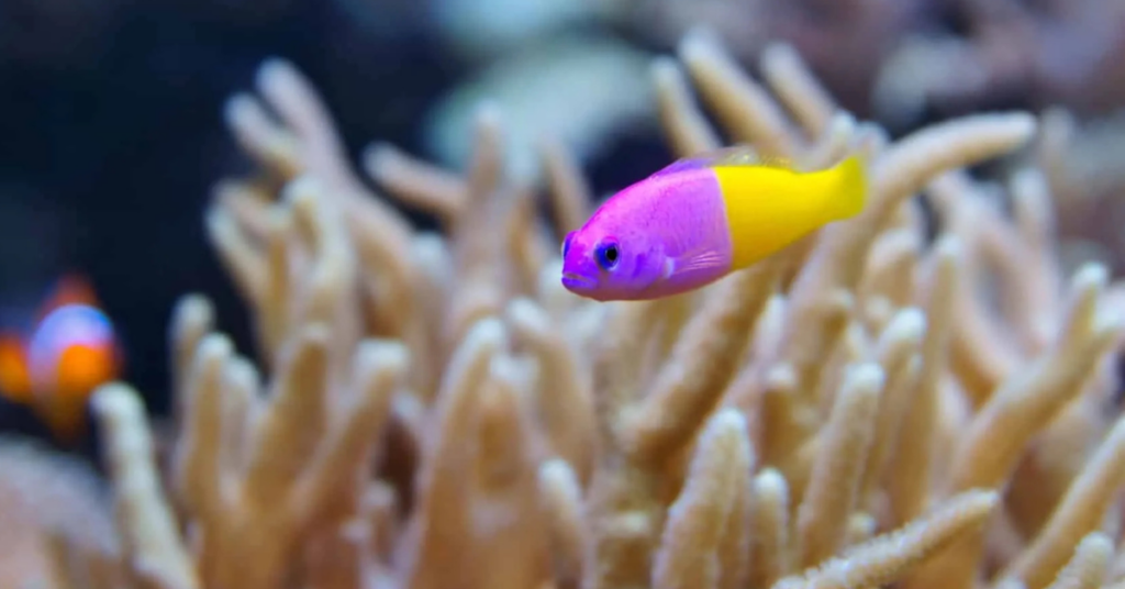 Royal Gramma fish hiding in a live rock reef tank inside a saltwater aquarium