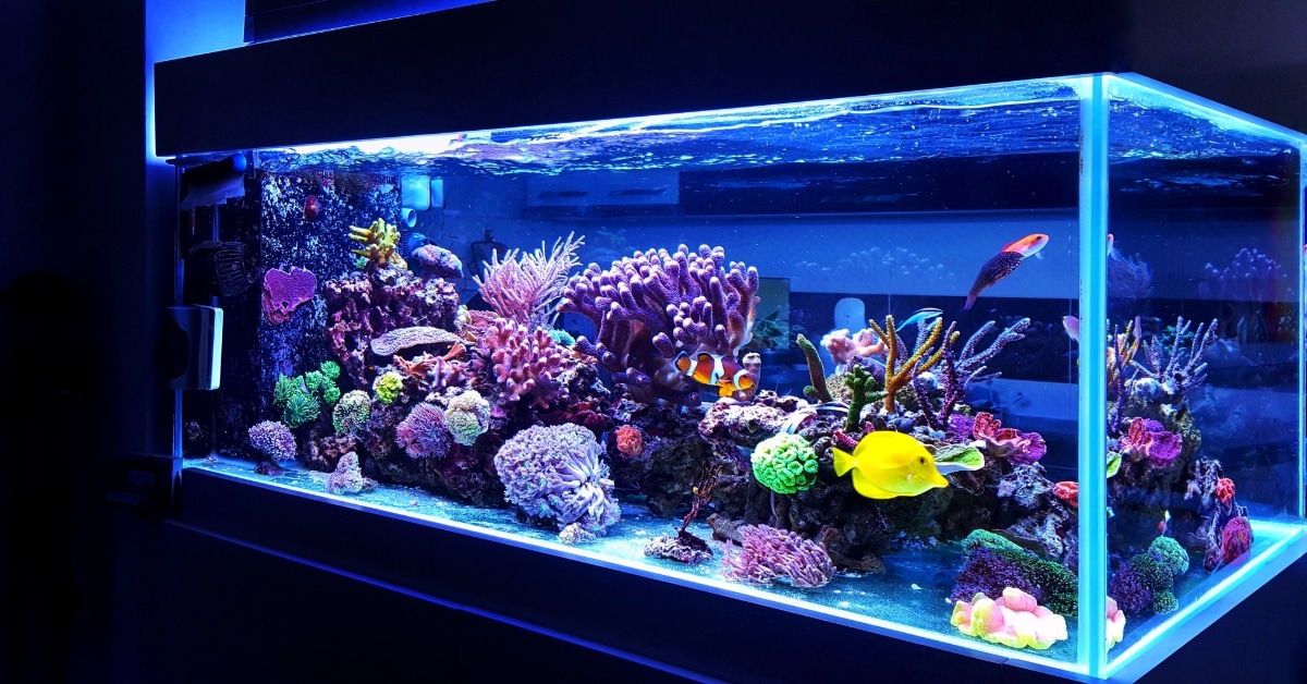 Colorful soft corals in a thriving saltwater aquarium