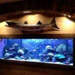 Saltwater vs Freshwater Aquariums: Which One is Right for You?