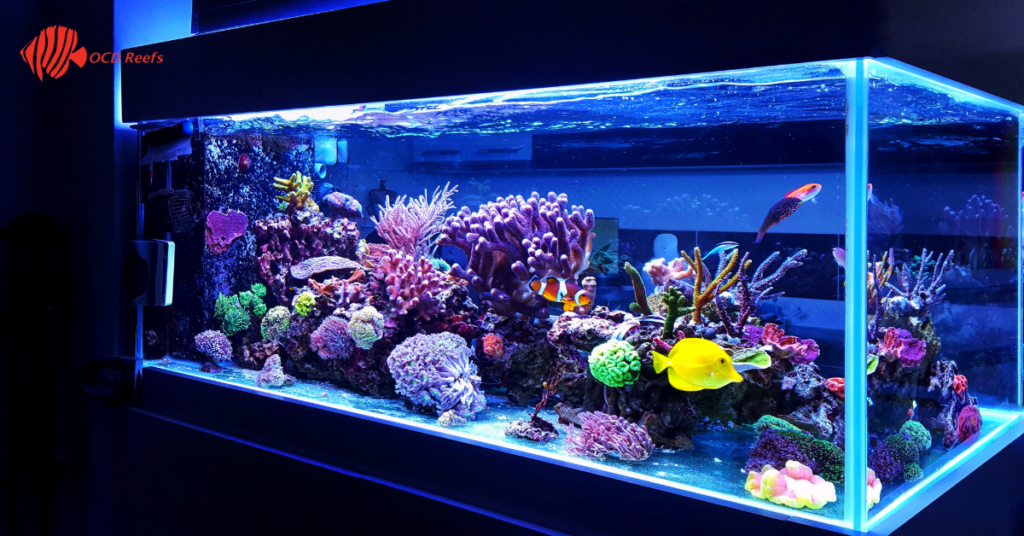 Colorful beginner saltwater aquarium fish swimming in a healthy reef tank