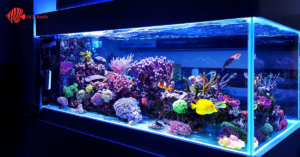 Colorful beginner saltwater aquarium fish swimming in a healthy reef tank