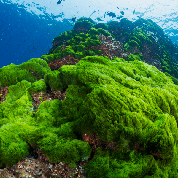 Poorly maintained saltwater aquarium showing algae overgrowth