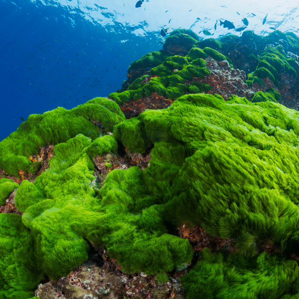 Saltwater tank with visible algae problems on glass
