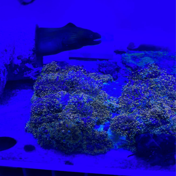 Aquarium with visible algae growth on glass and rocks