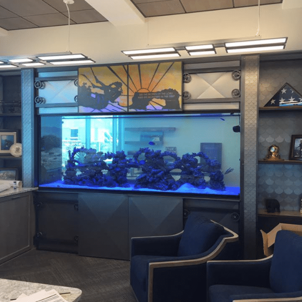 Vibrant saltwater and freshwater fish varieties