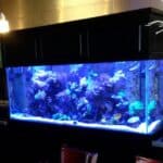 Should I Get Blue or White Light for My Saltwater Aquarium?