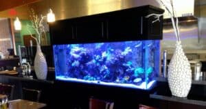 Saltwater reef aquarium with both blue and white LED lighting showcasing coral colors