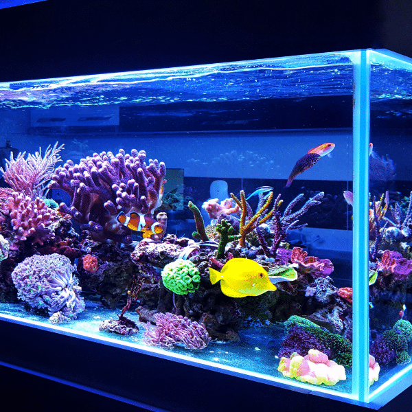 Selection of aquarium services including Red Sea tanks, lighting, and coral