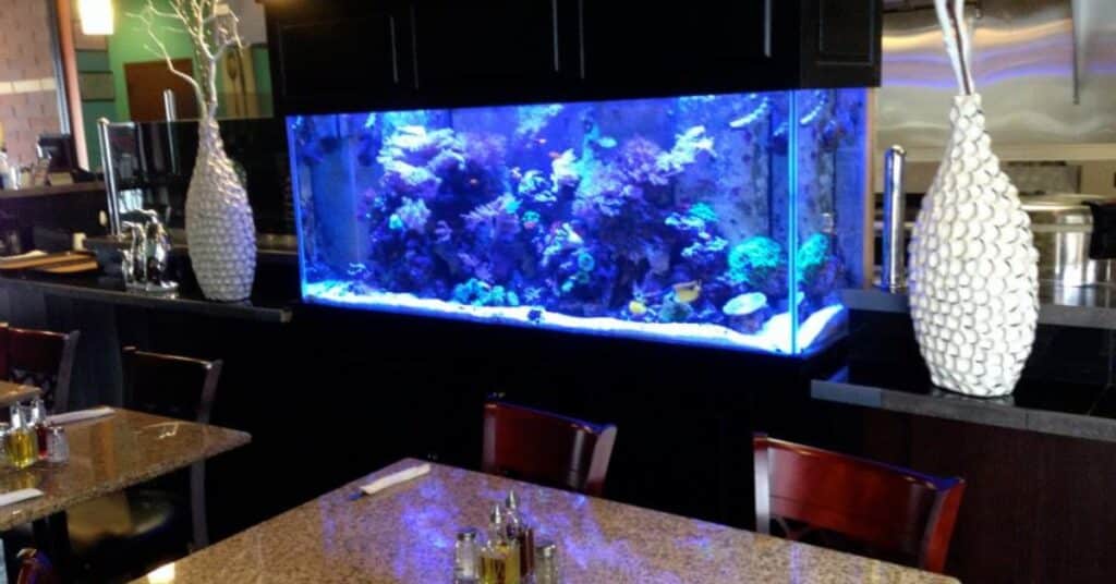 Professional saltwater aquarium installation in a modern Salt Lake City office lobby