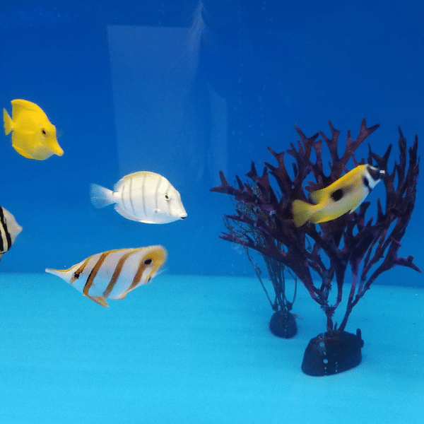 Coral and reef fish displaying vibrant colors under actinic blue light