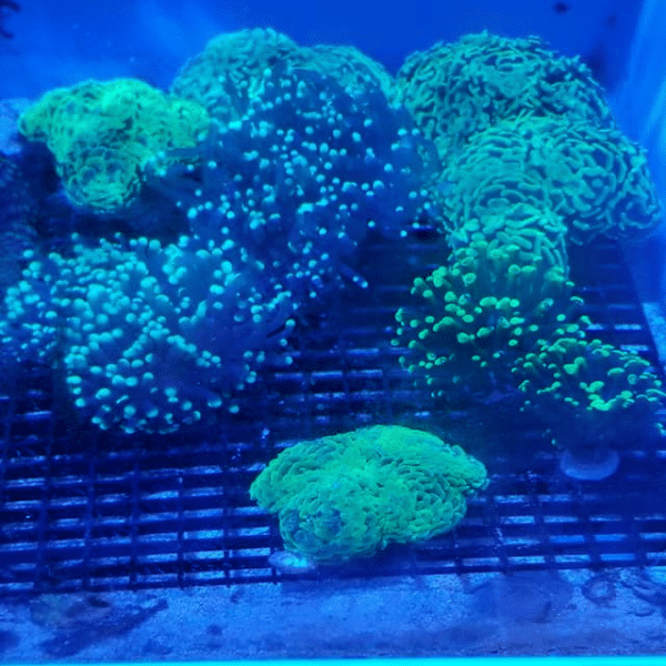 Coral glowing brightly under blue LED aquarium lights