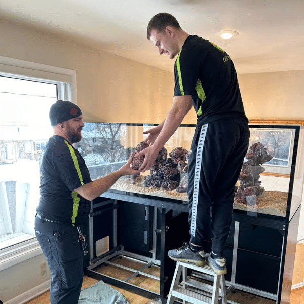 Comparison between DIY and professional saltwater aquarium maintenance