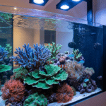 Saltwater Aquarium Troubleshooting: Tackling Algae, Cloudy Water, and Other Common Issues