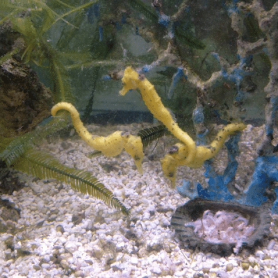 Cloudy saltwater aquarium with algae-covered surfaces and stressed fish