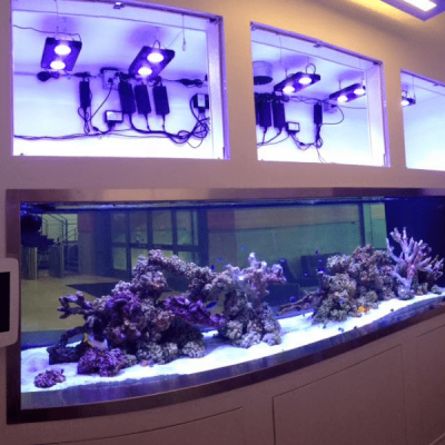 Professional performing aquarium maintenance on a saltwater reef tank