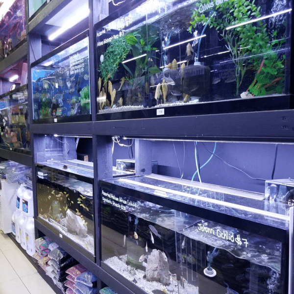 Aquarium specialist helping customer choose saltwater fish