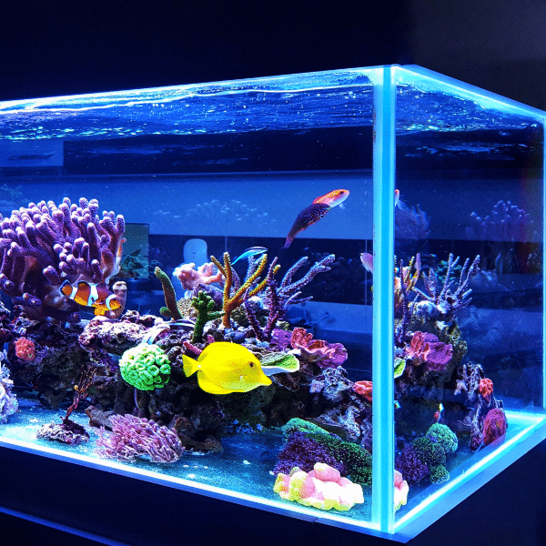 Aquarium owner reviewing budget and fish tank pricing
