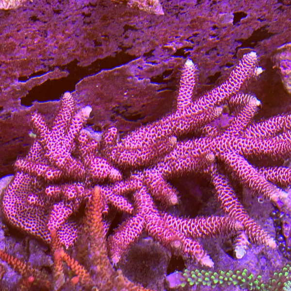 Red Sea aquarium package with full accessories on display