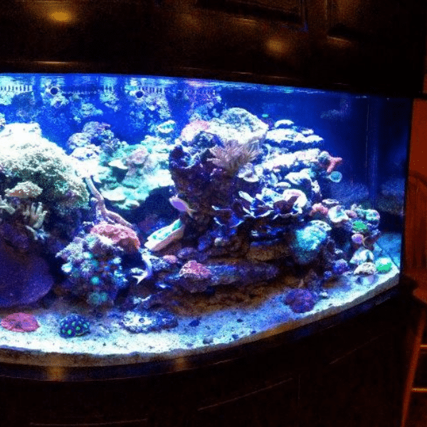Example of unhealthy coral showing stress and color loss