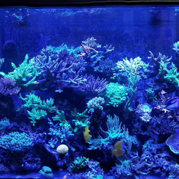 Reef tank with algae outbreak caused by poor water quality.