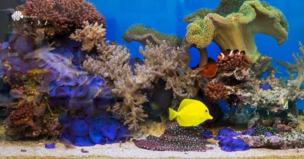 Saltwater aquarium with colorful corals and clownfish.