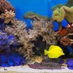 Is Tap Water OK for a Saltwater Tank?